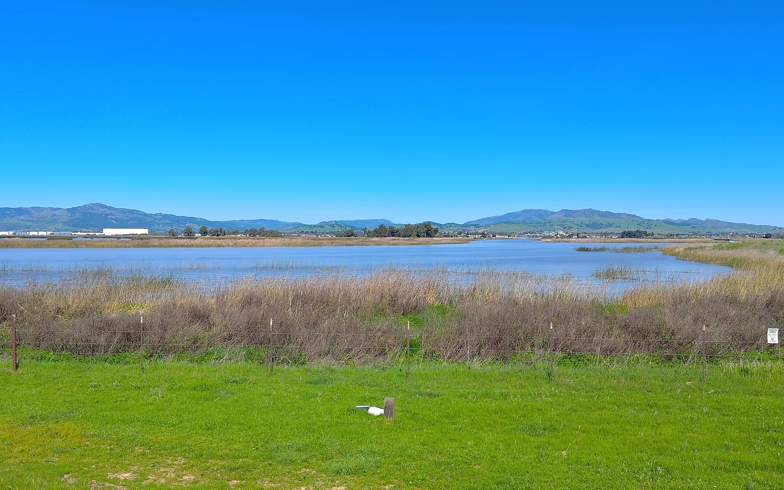 Calm waters of Suisun slough with marsh vegetation and distant shoreline